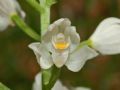 Cephalanthera longifolia